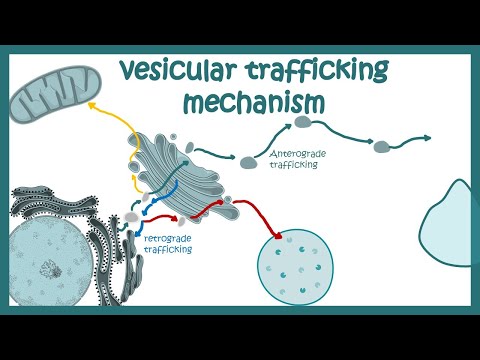 Wideo: Co powoduje ruch wewnątrzkomórkowy?