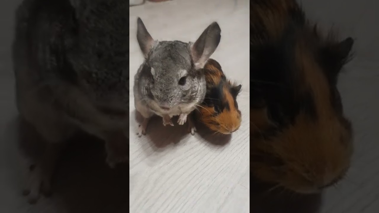 Chinchilla ran away from Guinea Pig 