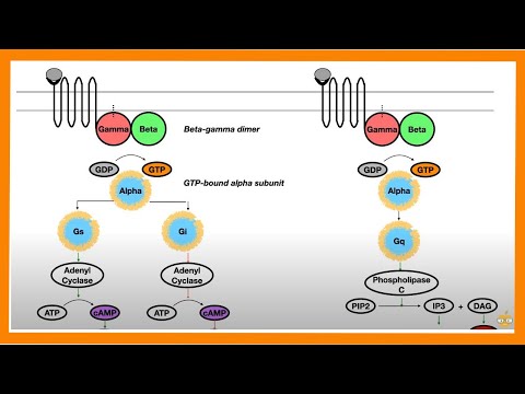Video: Er g-proteiner kinaser?