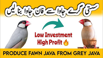 Grey java se Fawn java finch Produce karen I Fawn java sparrow Cross breeding #javasparrow
