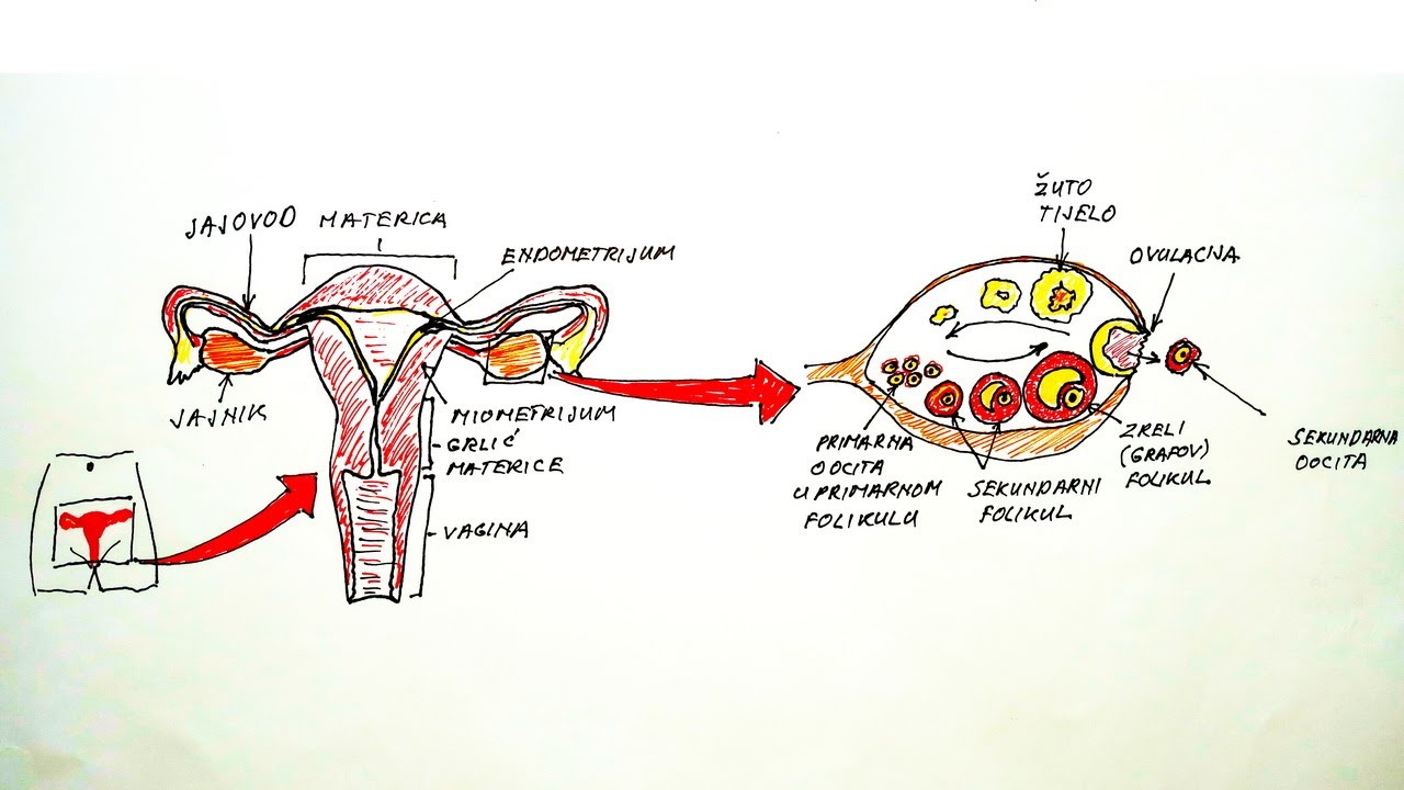 Ezért fontos a szájüregi HPV szűrés!, Hpv vírus a szájban