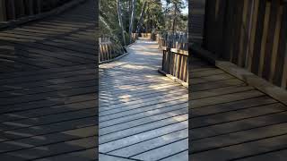 Walk way in forest #europe #indianineurope #lifeineurope #sweden #nature #spring #forest#travel