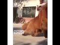 حالات واتس اشرس انواع الكلاب مهرجان عندي كلب يجري مدينتك