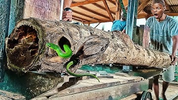 surprising discovery while sawing old teak logs at the sawmill
