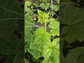 #735 | Cucumber | Cucumis sativus | Cucurbit | Cucurbitaceae | Concombre | Pepino | Kyuri | Timun