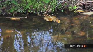 Mating Spiders & Albino Otters