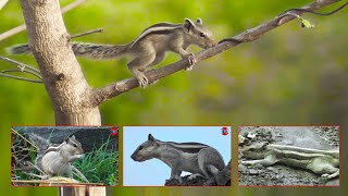 Squirrels ( गिलहरी ) Eating Wheat ! Cute Young Squirrel Playing ! Indian Palm Squirrel Wild Life