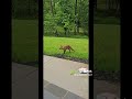 woman feeds injured Fox