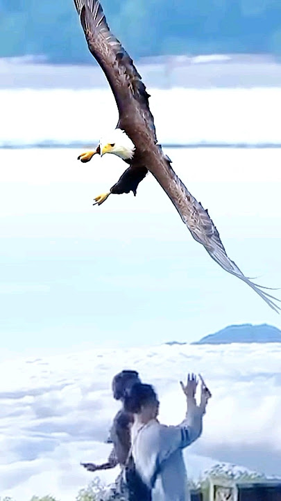 BURUNG ELANG TERBANG DI ATAS AWAN#shorts#burungelang#trendingshorts