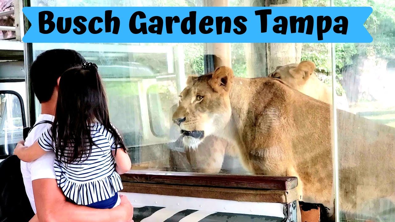 BUSCH GARDENS TAMPA FLORIDA ANIMALS YouTube