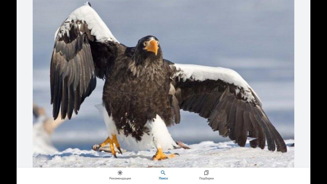 крупные и высоко летающие птицы - YouTube