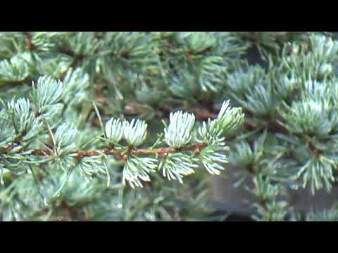 Video: Atlas Cedar (27 Mga Larawan): Paglalarawan Ng Iba't Ibang 