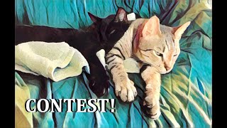 CUDDLING CATS Seeking Your Cuddling Cat Video for Contest 😺 by Cuddling Cats Kwazi and Uli 147 views 3 months ago 1 minute, 59 seconds