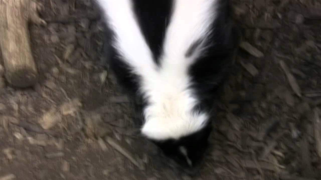 Fat White Lando - Skunk