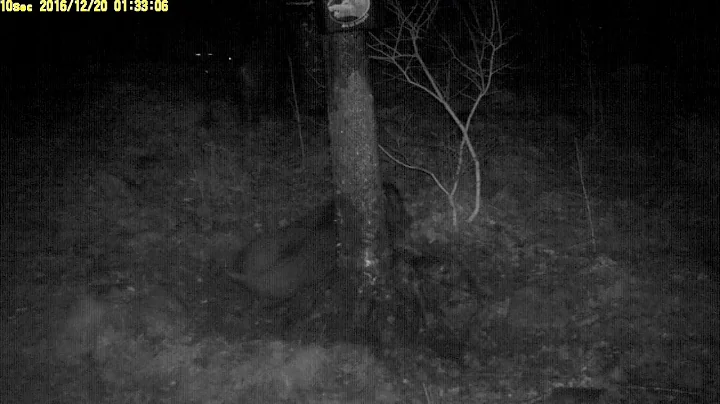 Wild boar on a tar tree