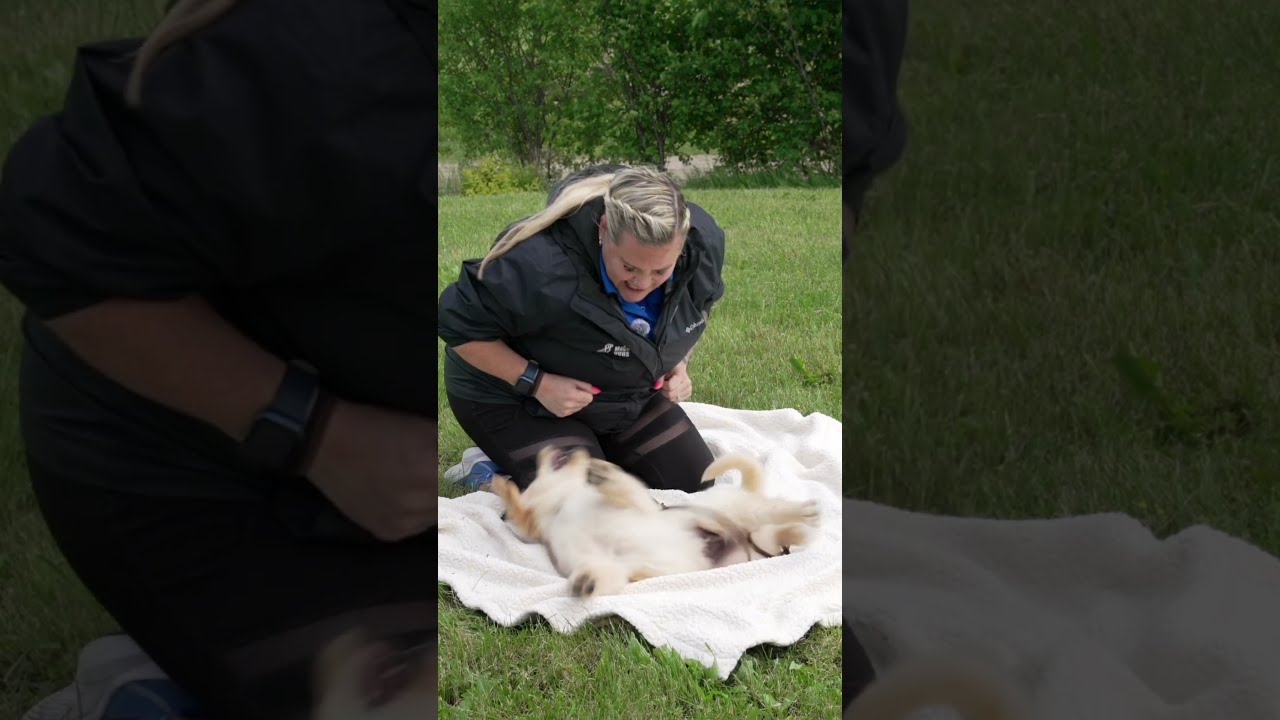What To Do When A Puppy Bites You