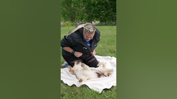 What To Do When A Puppy Bites You
