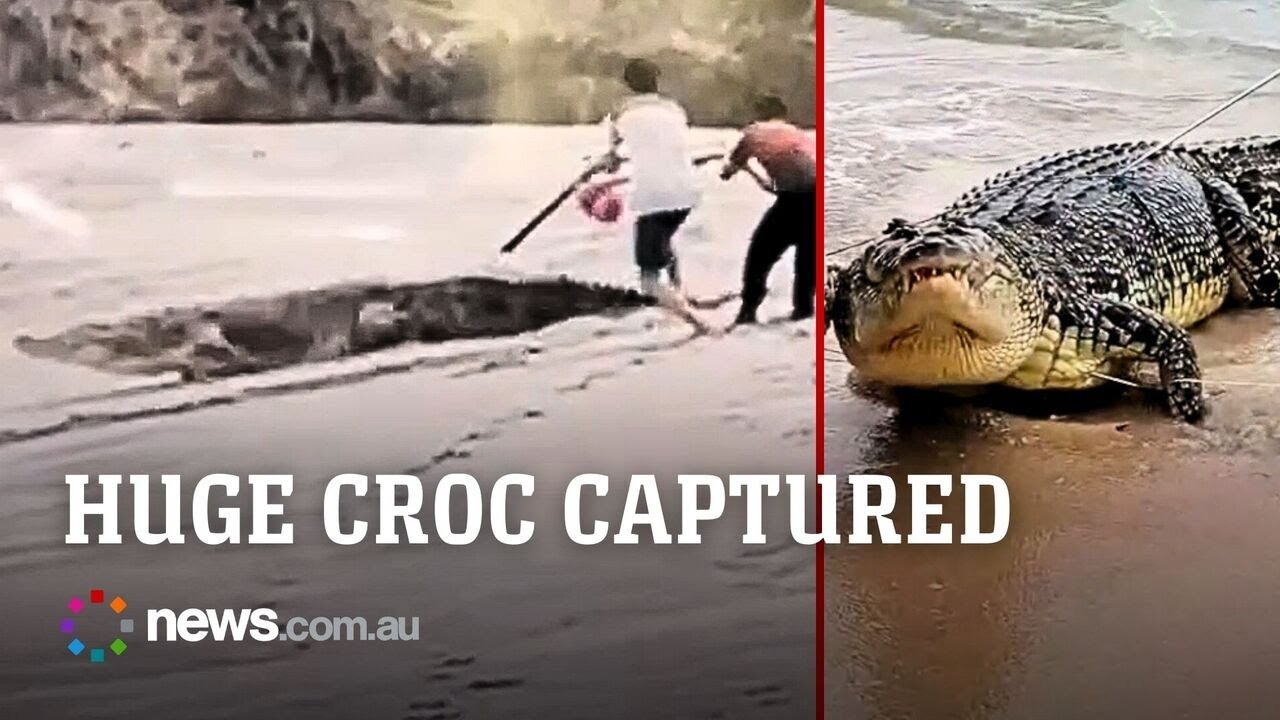Giant four metre crocodile captured on Indonesia beach