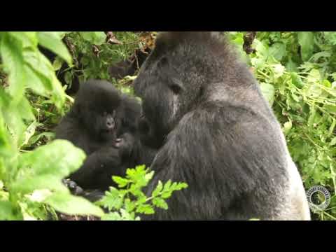 Male mountain gorillas interacting with kids