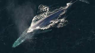 Facts The Blue Whale