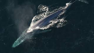 Facts: The Blue Whale