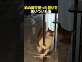 机の脚を使った遊びを思いついた猫