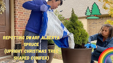 Buhay America Chronicles: How to Repot a Dwarf Alberta Spruce |  How to grow a Dwarf Alberta Spruce