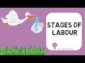 Stages of labour