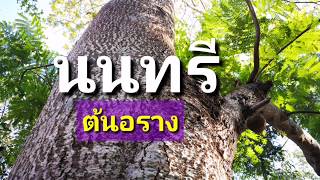 นนทรี ต้นอะราง ep15