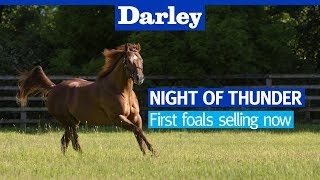 Night of Thunder - first foals selling now