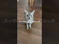アメショーのクレア的なｴｯﾎｴｯﾎの歌 #うじたまい #Shorts
