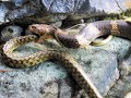 King Cobra | Deadly Snake Killer | Eating big snake | Uttarakhand | India |  | Wildlife