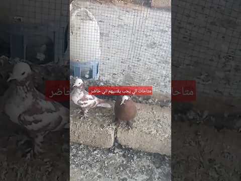 حسن الهاوي زاجل موصل