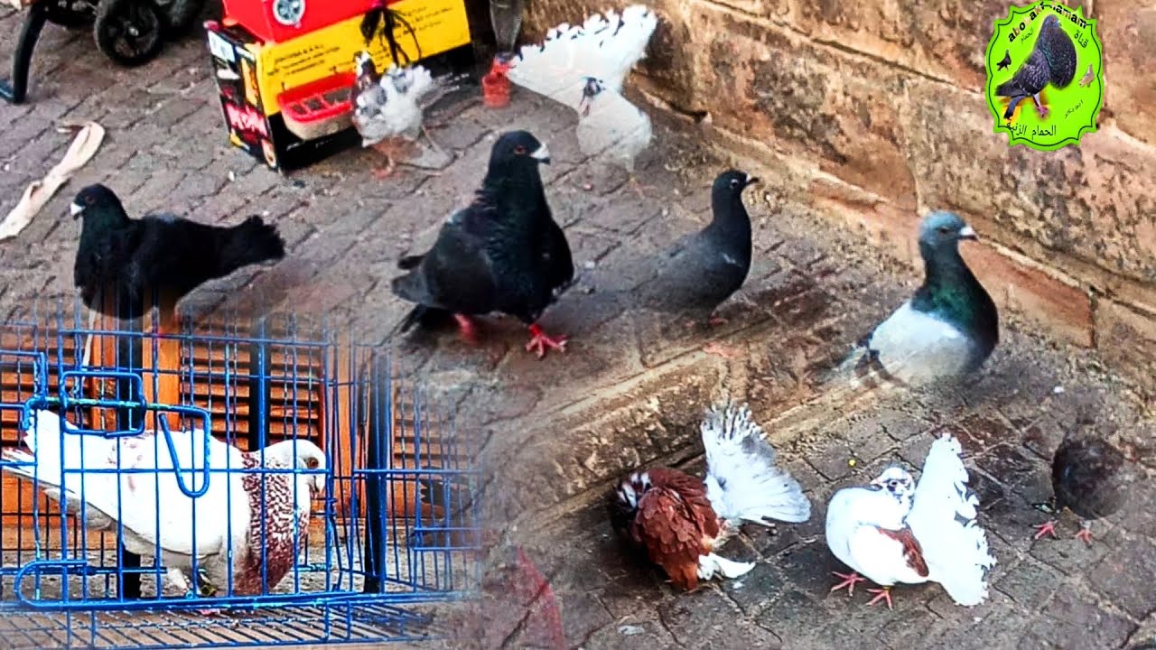 جديد سوق الحمام وطويور في مدينة تطوان