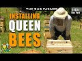 Installing queen bees into the bee castle hives beekeeping bees beehive