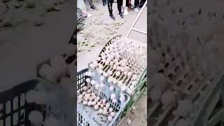 The process of picking potatoes = good tools can increase efficiency