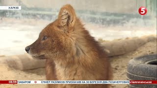 картинка: Королі джунглів. В екопарку Харкова поселилися унікальні червоні вовки