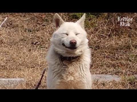 Video: Pet Scoop: Stray Dog Výtržky napříč Čínou s cyklisty, Runaway Zoo Penguin Nalezeno v Japonsku