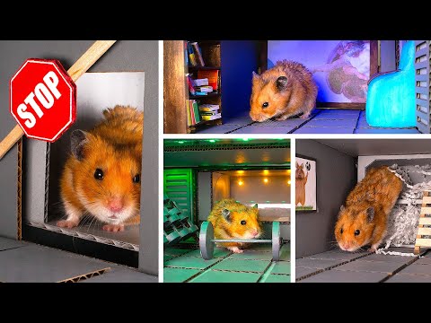 Cara Membuat Tempat Perlindungan Hamster yang Aman dari Kardus