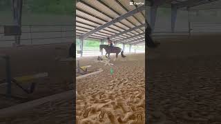 He was perf for our lesson yesterday!! #horse #equestrianjourney #equestrian #horselife