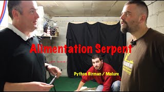 Manipulation et tentative alimentation du Python Birman / Molure