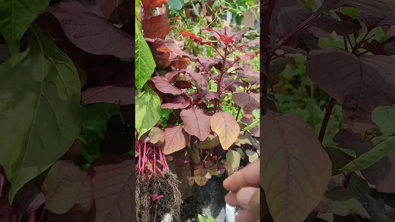 Harvesting red spinach in polybags