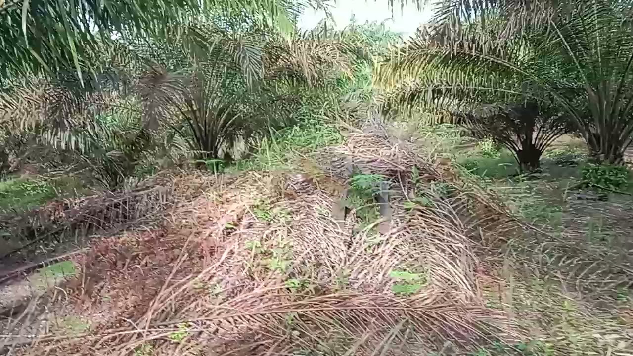 Kembali berakti pitas 