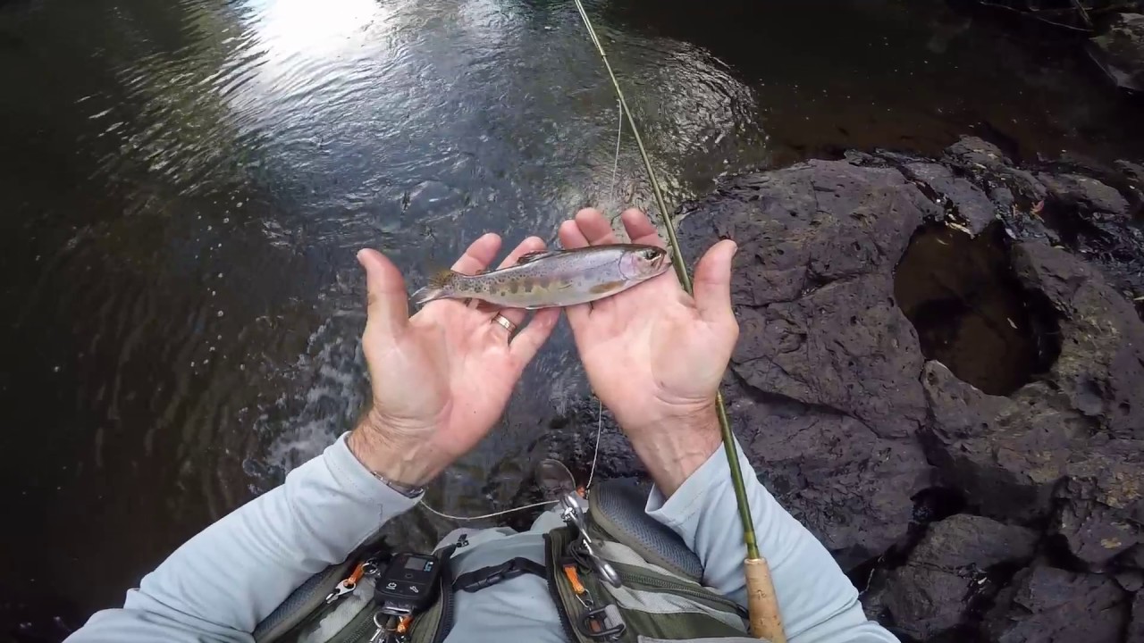 Flyfishing Ebor, New England Tableland 2016 YouTube