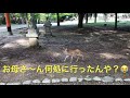 迷子になった？子鹿ちゃんがお母さんを呼んでるよ😭お母さんが先に行ってしまう。