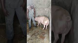 How to Know When a Sow(pig) Will Farrow Using the Teat Milk Test