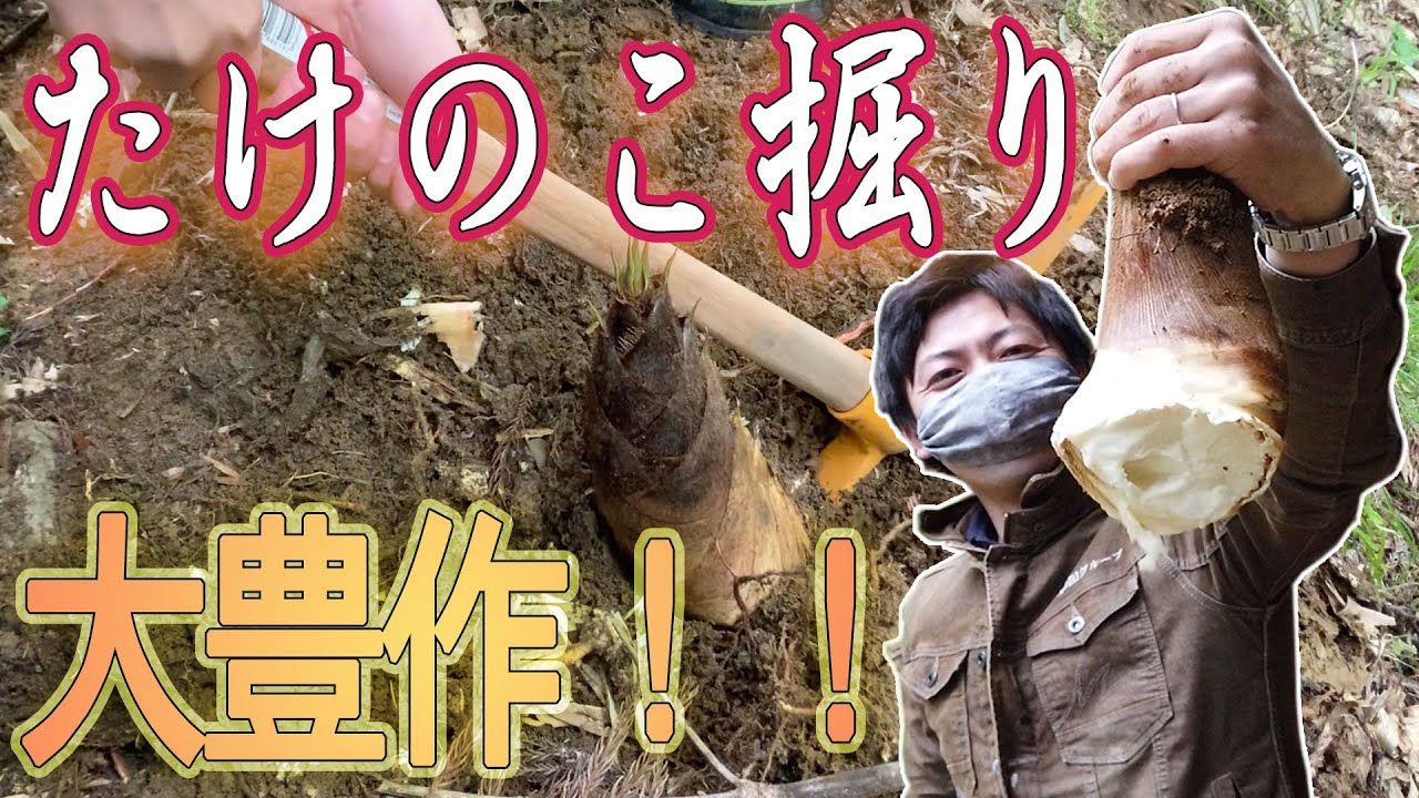 旬の味】表年にたけのこ掘りに行ったら獲れ過ぎてしまった