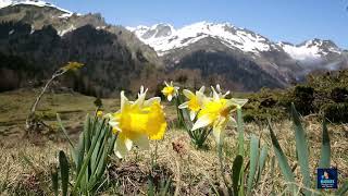 Fall Asleep and Relax- Daffodil Meadow Mountain Outdoor Ambience
