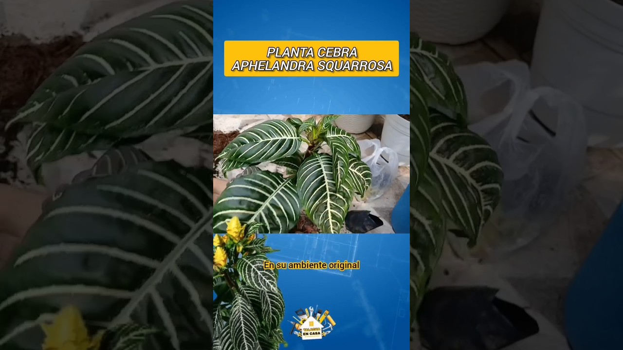 🪴PLANTA CEBRA / GUIA COMPLETA 