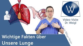 Unsere Lunge: Anatomie, Aufbau & die Physiologie der Atmung verstehen - Wichtige Lungenerkrankungen